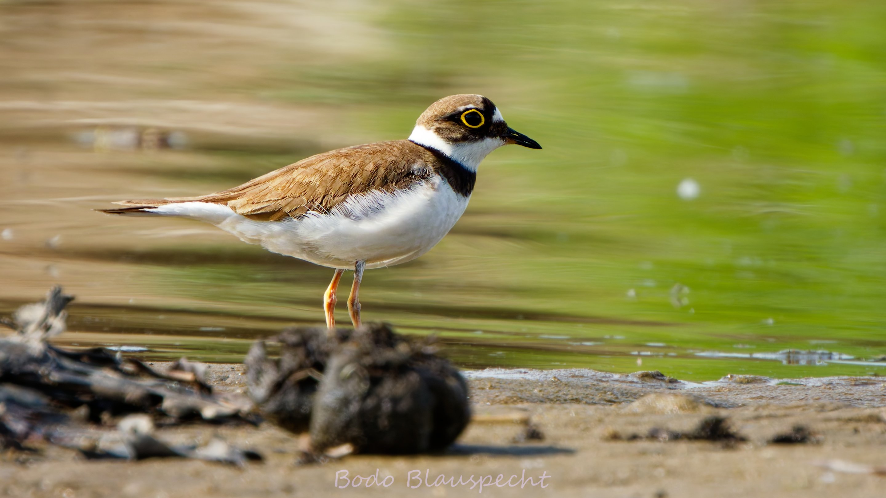 Flussregenpfeiffer   Steveraue   2025.05.14 09.29 06 HQ